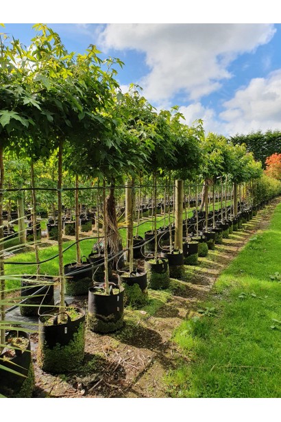 Ряд молодих дерев ліквідамбра смолоносного Gum Ball з густим зеленим листям у літню пору.